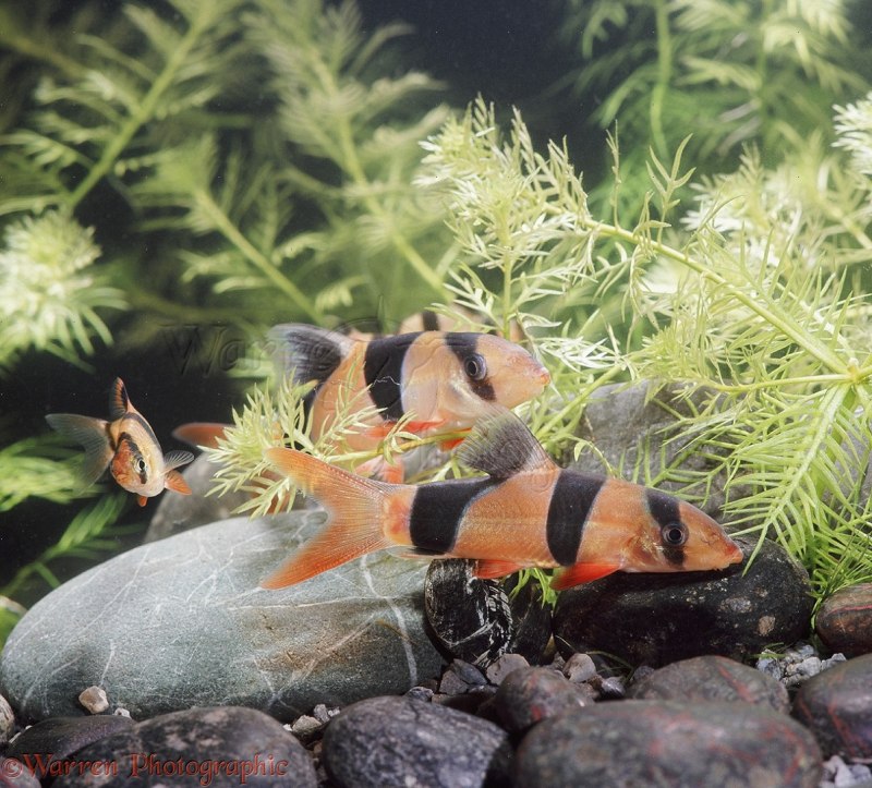 Botia histrionica