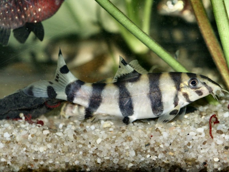 Боция полосатая (Botia striata)