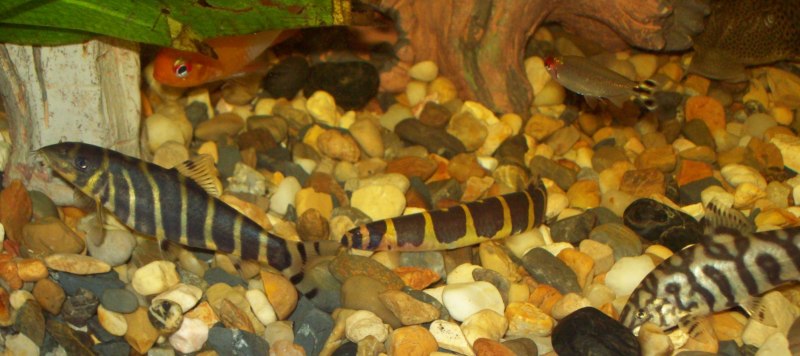 Clown Loach