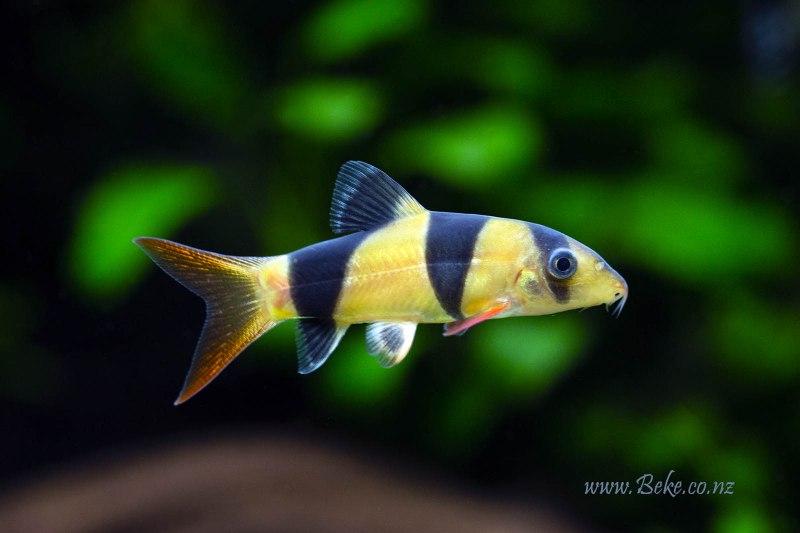 Botia Helodes