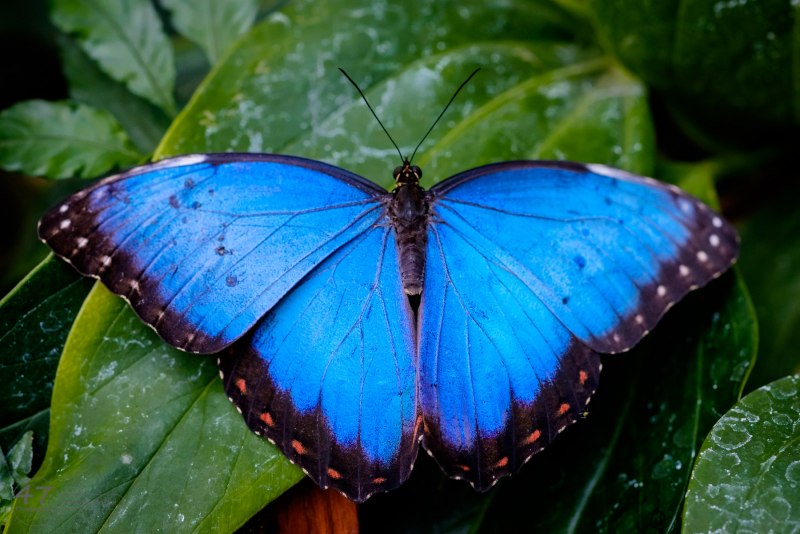 Morpho peleides