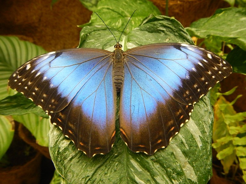 Бабочки Morpho peleides (Морфо Пелеида)