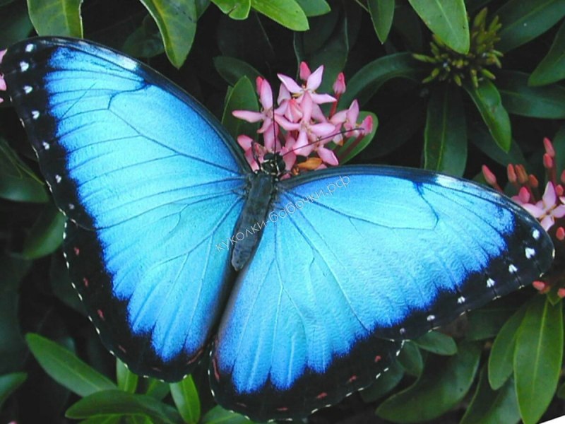 Morpho helenor