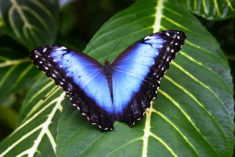 Morpho peleides самец