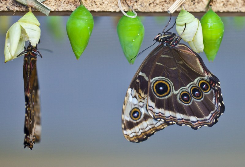 Morpho peleides