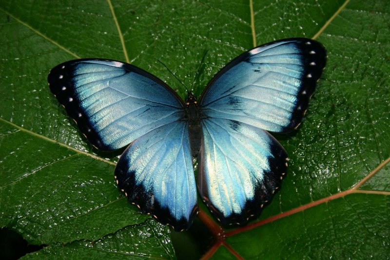 Бабочки Morpho peleides (Морфо Пелеида)