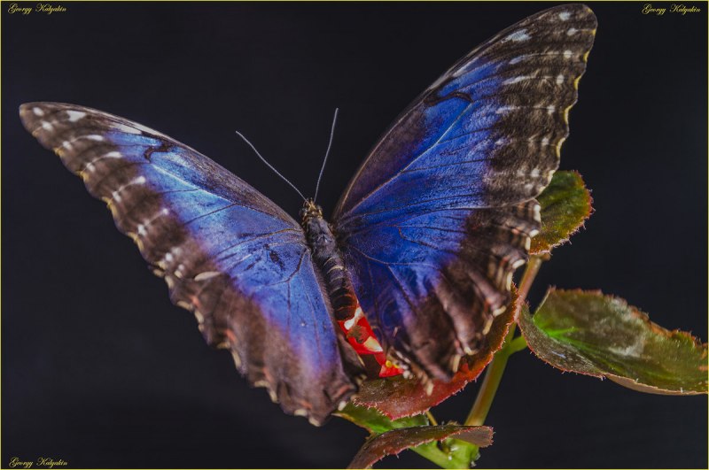 Бабочки Morpho peleides (Морфо Пелеида)