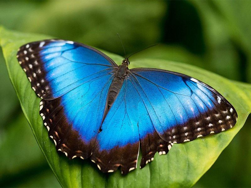 Morpho peleides
