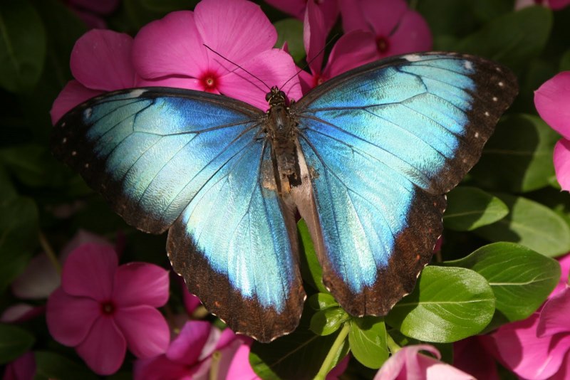 Морфо пелеида бабочка (66 фото)