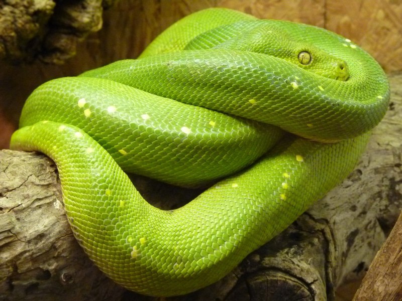 Питон Morelia viridis
