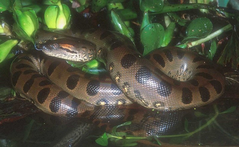 Зеленая Анаконда (eunectes murinus)