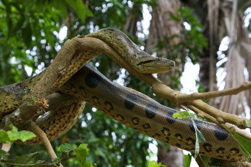 Зеленая Анаконда (eunectes murinus)