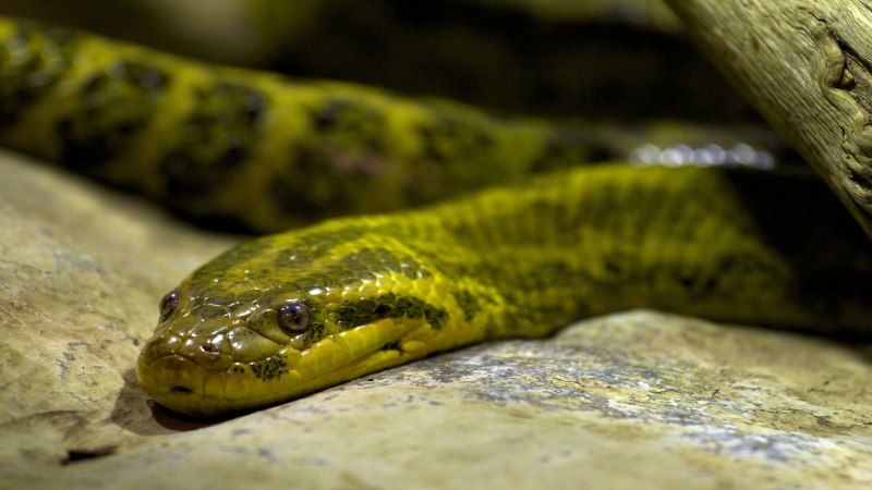 Eunectes beniensis