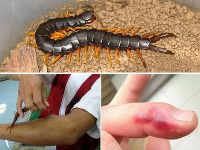 Scolopendra morsitans