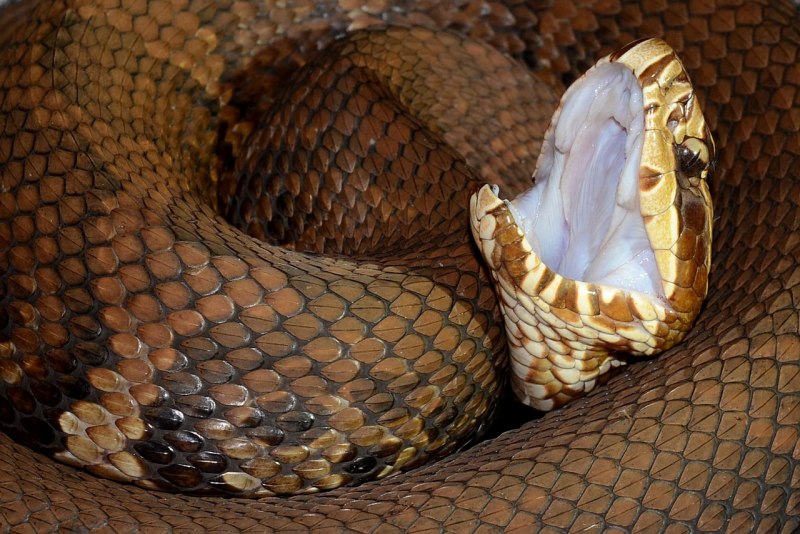 Agkistrodon piscivorus