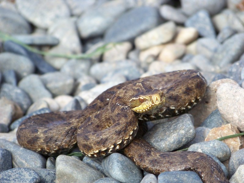 Agkistrodon piscivorus