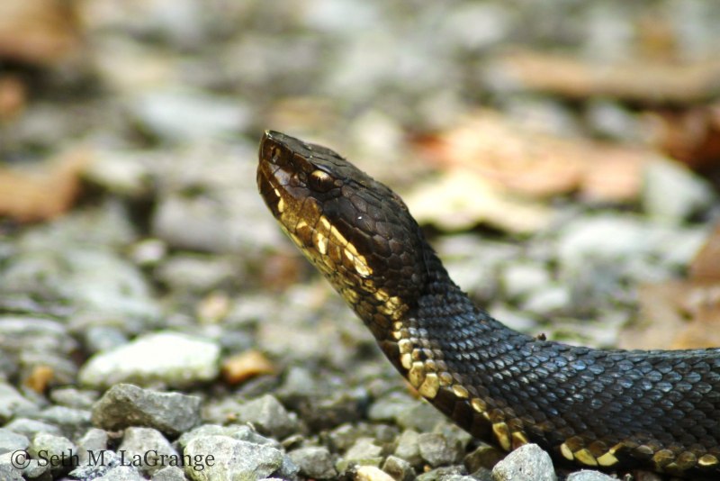 Water Moccasin змея