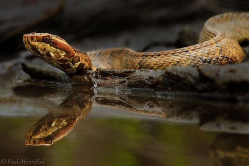 Agkistrodon piscivorus