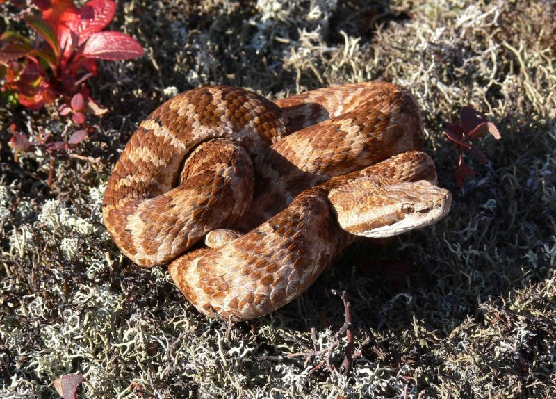 Щитомордник змея Луизиана