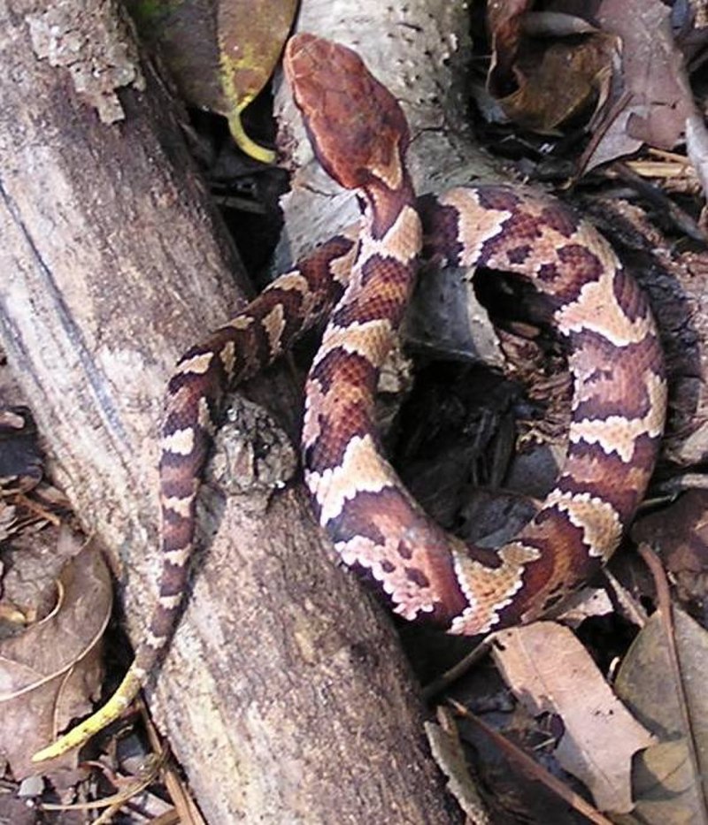 Водяной щитомордник (Agkistrodon piscivorus)