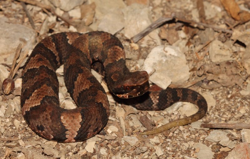Agkistrodon piscivorus