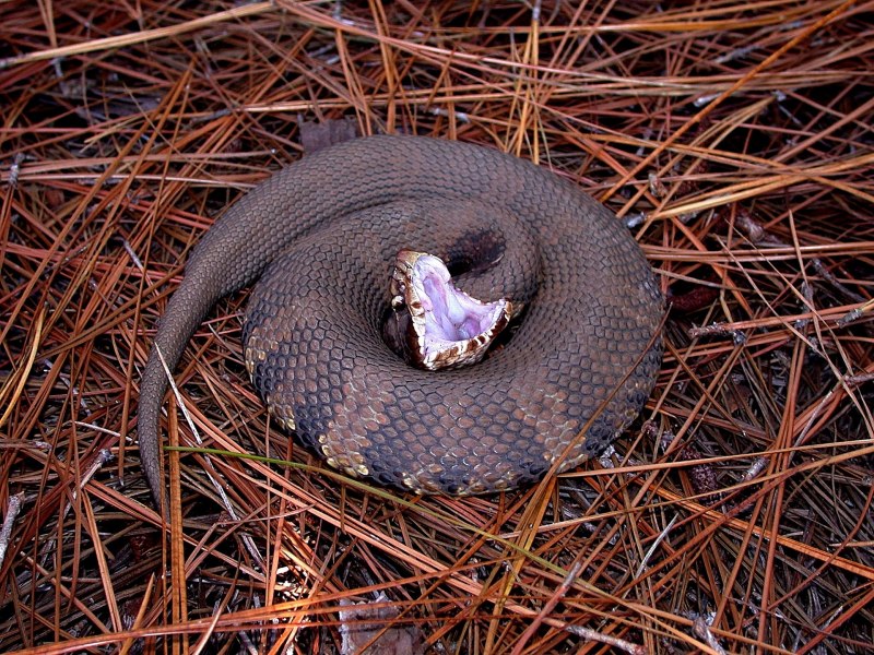 Agkistrodon piscivorus