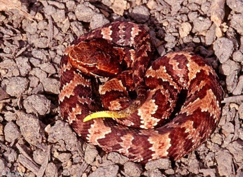 Водяной щитомордник (Agkistrodon piscivorus)