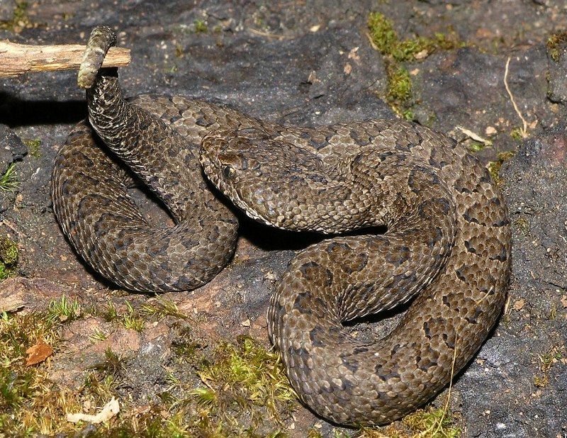 Водяной щитомордник (Agkistrodon piscivorus)