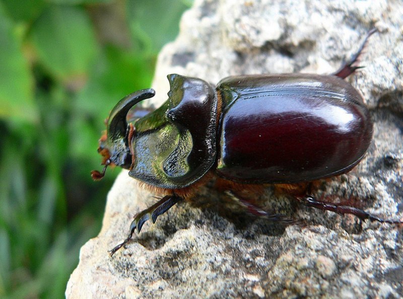 Tropinota hirta