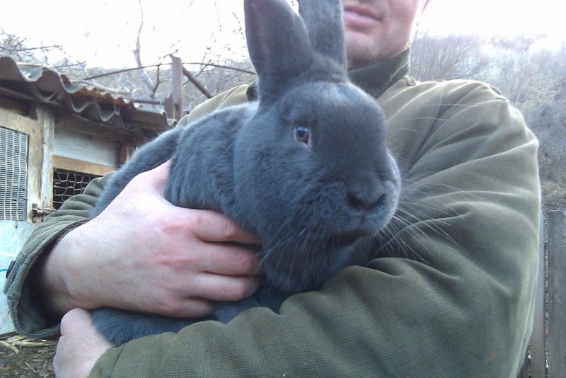 Бельгийский Фландр кролик