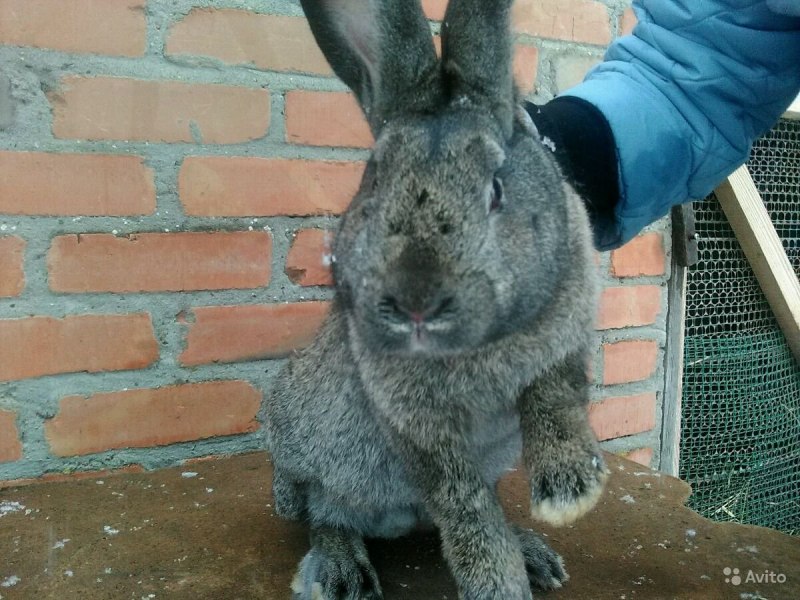 Кролик гигантский Фландр