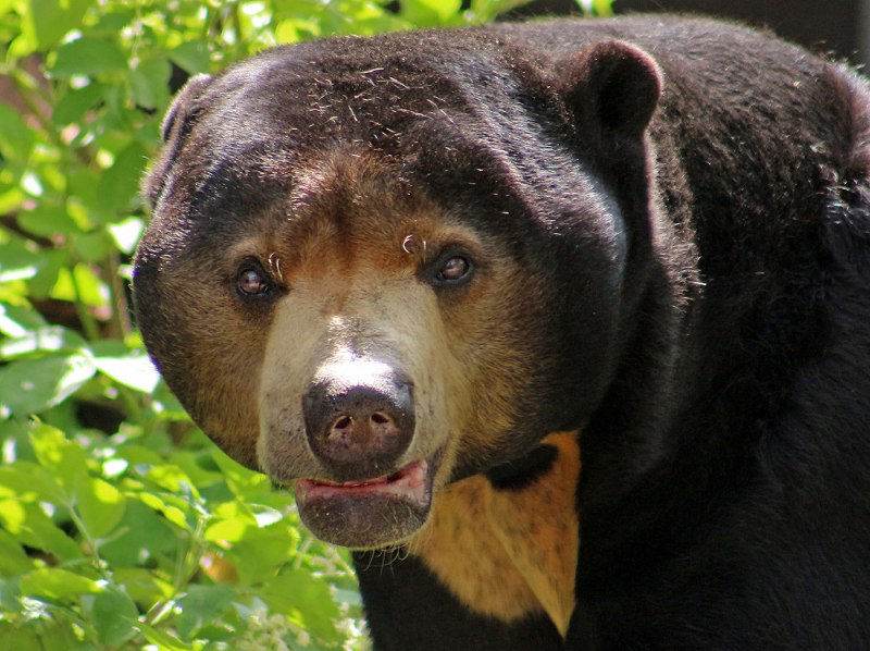 Малайский медведь Helarctos malayanus