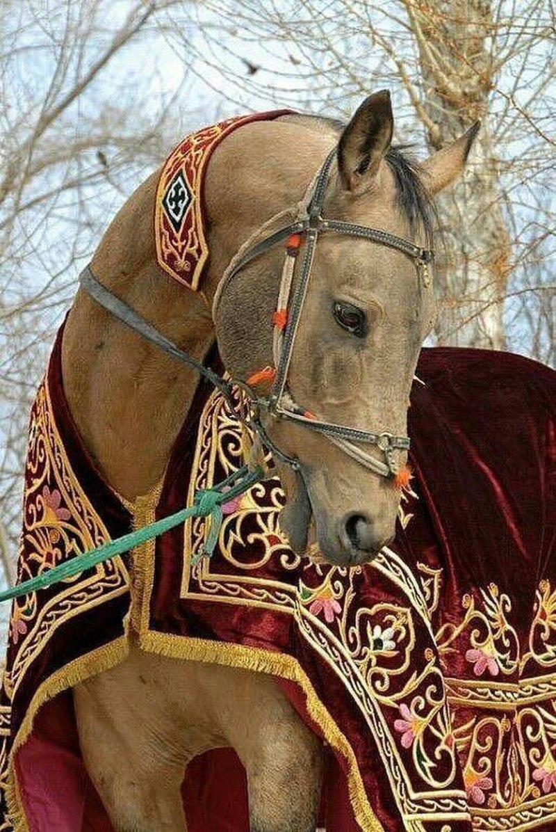 Туркменские кони Ахалтекинцы