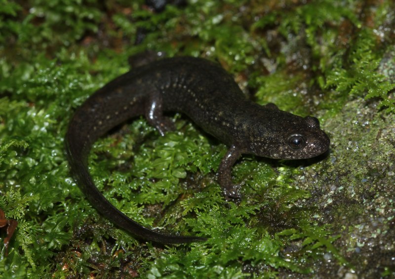 Plethodon welleri