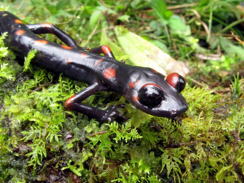 Безлёгочные Саламандры (Plethodontidae)