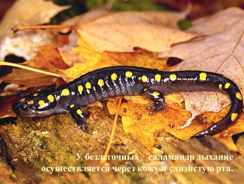 Ensantina eschscholtzii