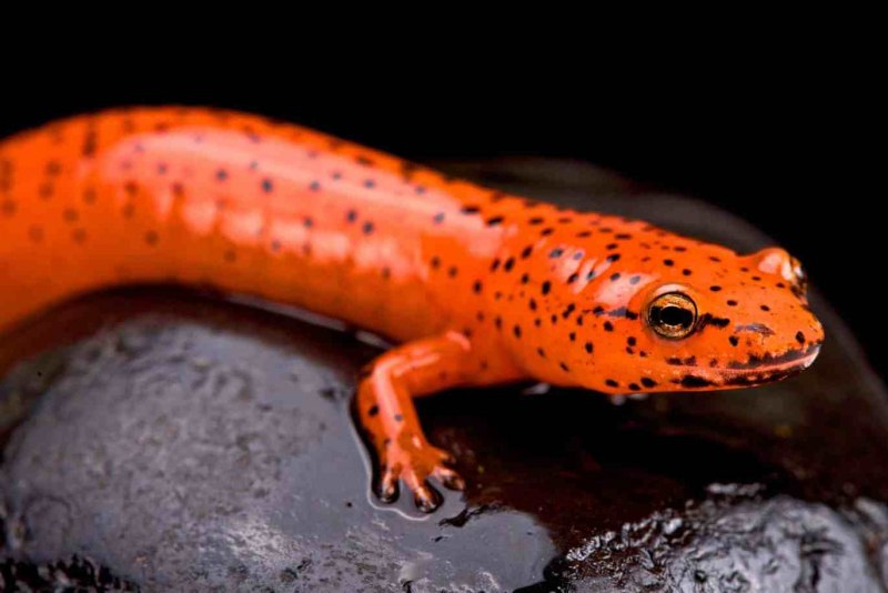 Cave Salamander (Eurycea lucifuga)