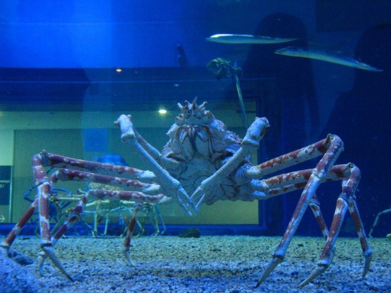 Giant Spider Crab