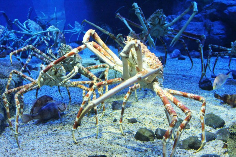 Крабы Macrocheira kaempferi
