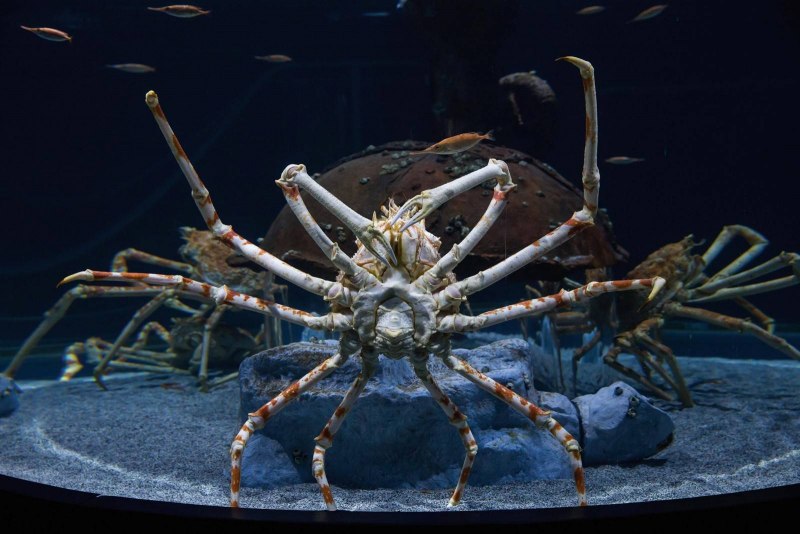 Крабы Macrocheira kaempferi