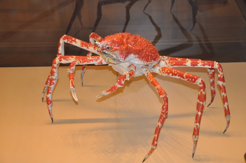 Macrocheira kaempferi