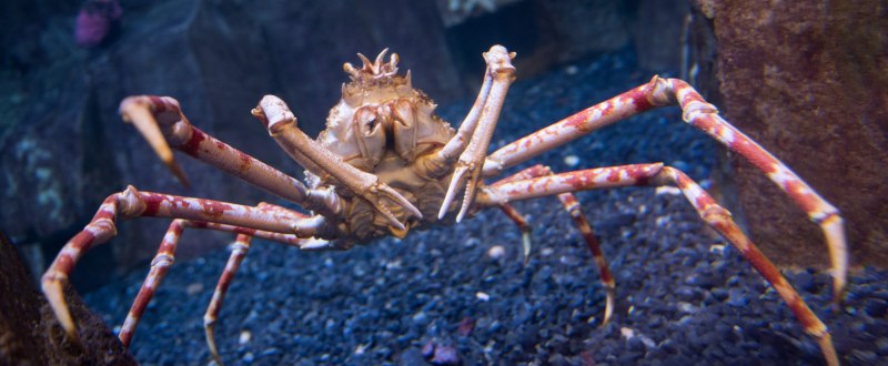 Крабы Macrocheira kaempferi