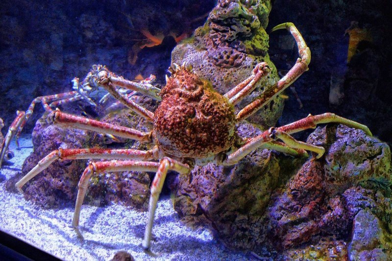 Macrocheira kaempferi
