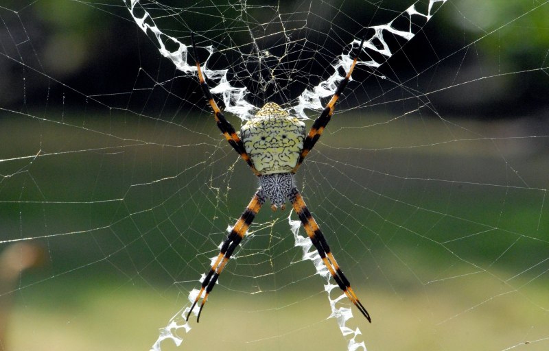 Araneus cavaticus