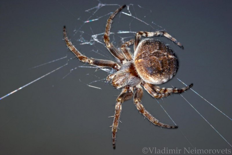 Araneus diadematus - крестовик