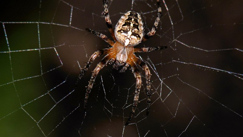 Паук птицеед Poecilotheria