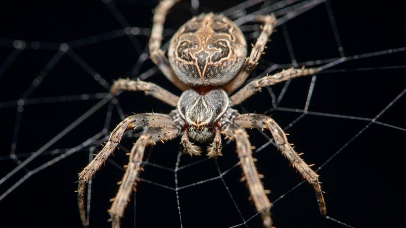 Nephila maculata