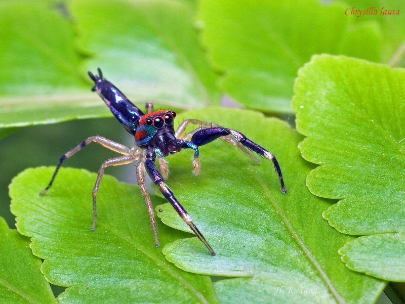 Пауки-кругопряды – Araneidae