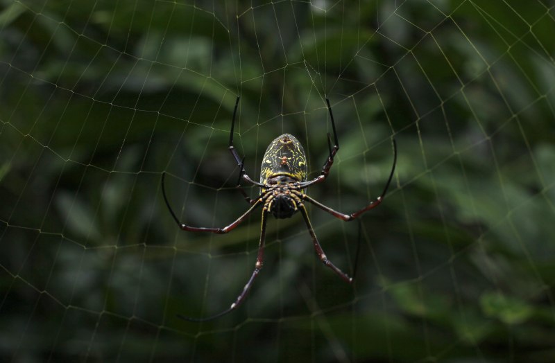 Таратект паук (62 фото)