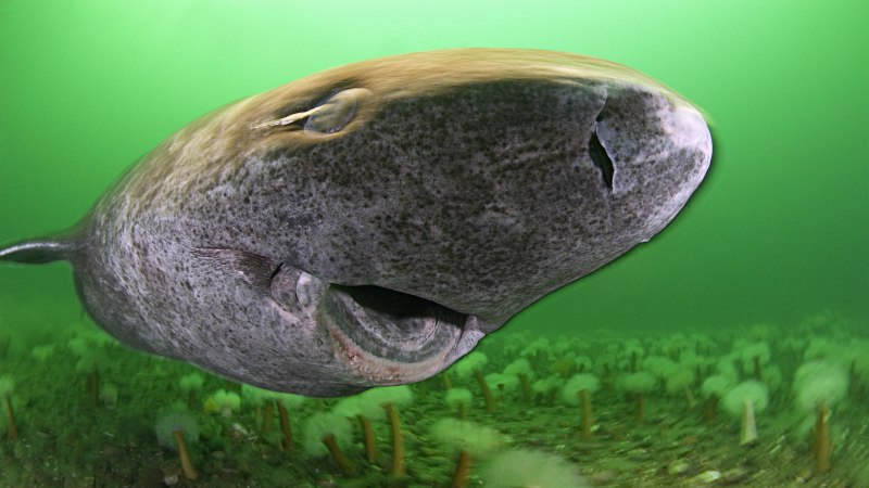Гренландская Полярная акула 512 лет